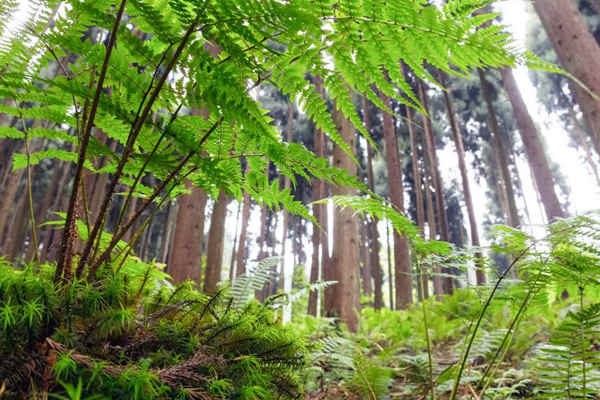 如何利用生物進(jìn)行環(huán)境監(jiān)測(cè)？